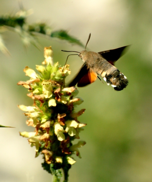 Galleria di insetti in volo